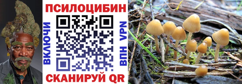 продажа наркотиков  Ясный  Псилоцибиновые грибы Psilocybe 